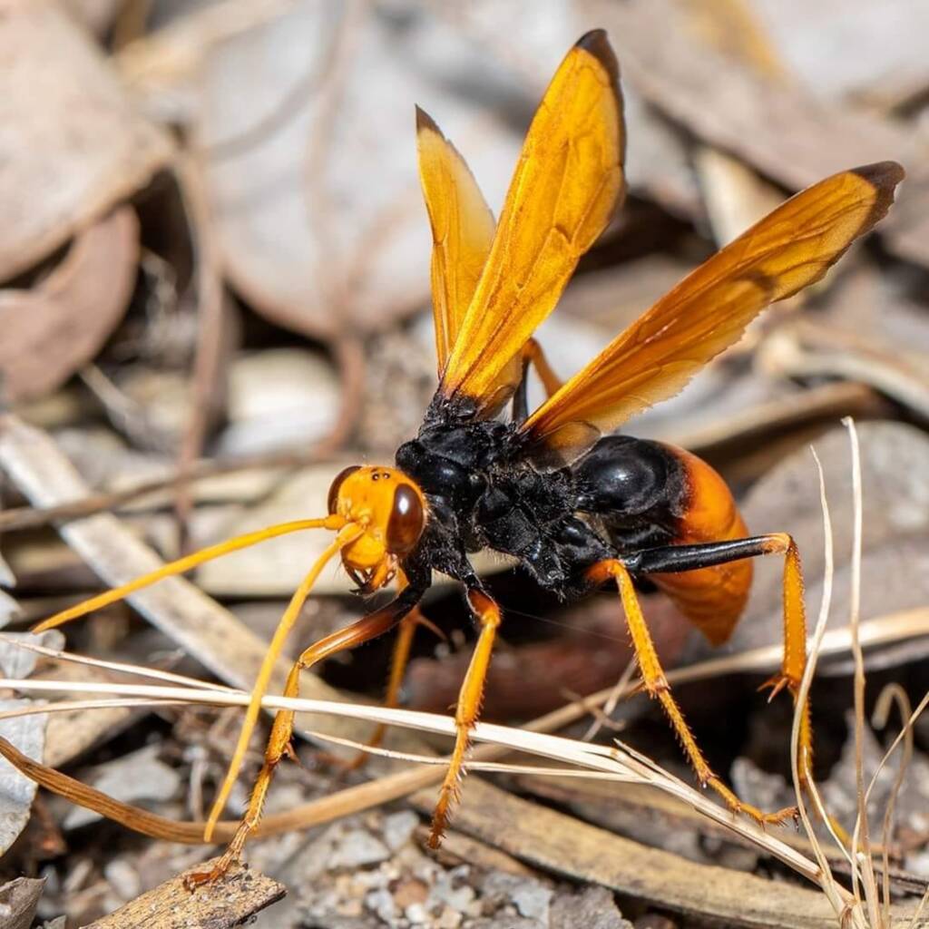 Female Orange Spider Wasp (Cryptocheilus bicolor), Thomsons Lake WA © Ben Clark