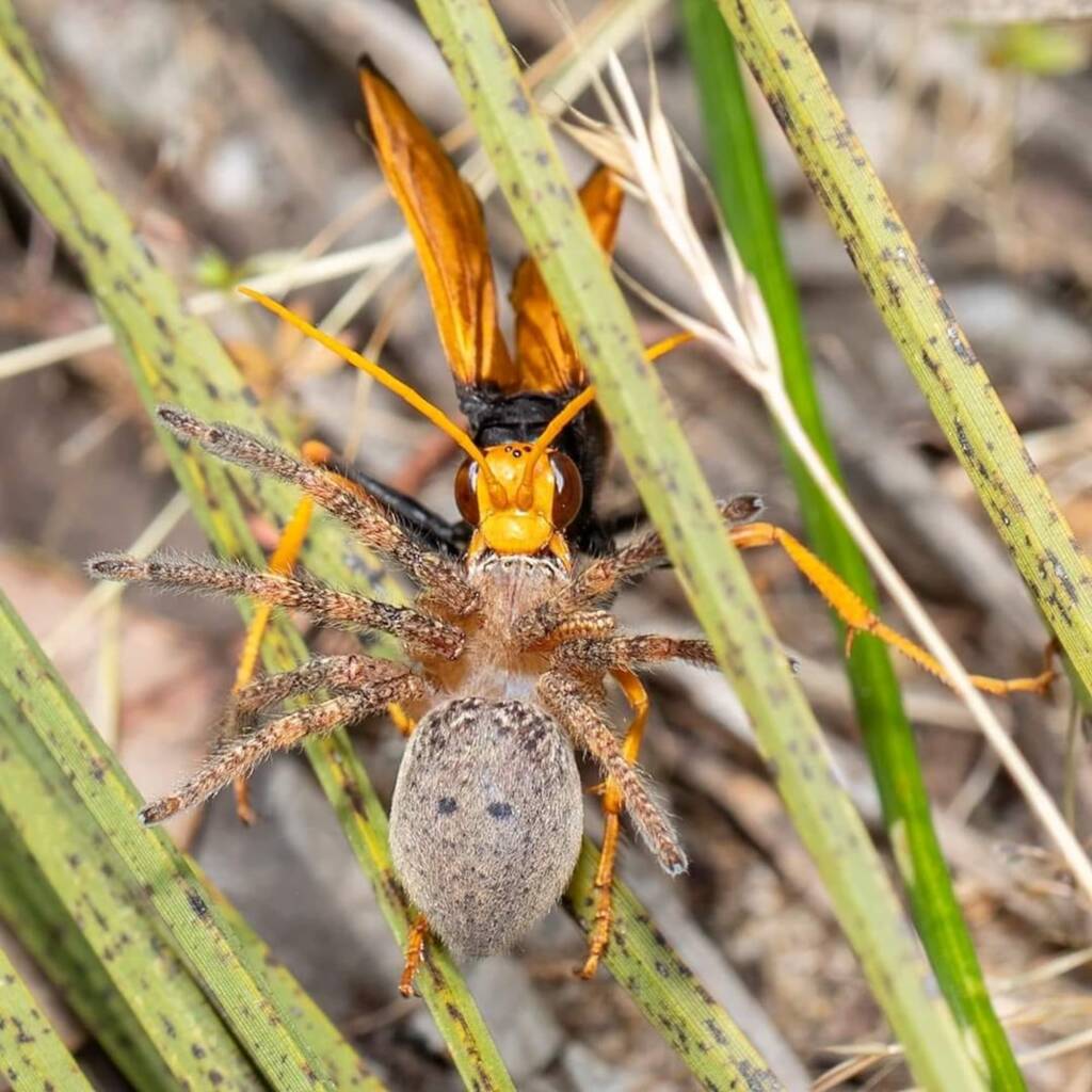 Female Orange Spider Wasp (Cryptocheilus bicolor), Thomsons Lake WA © Ben Clark