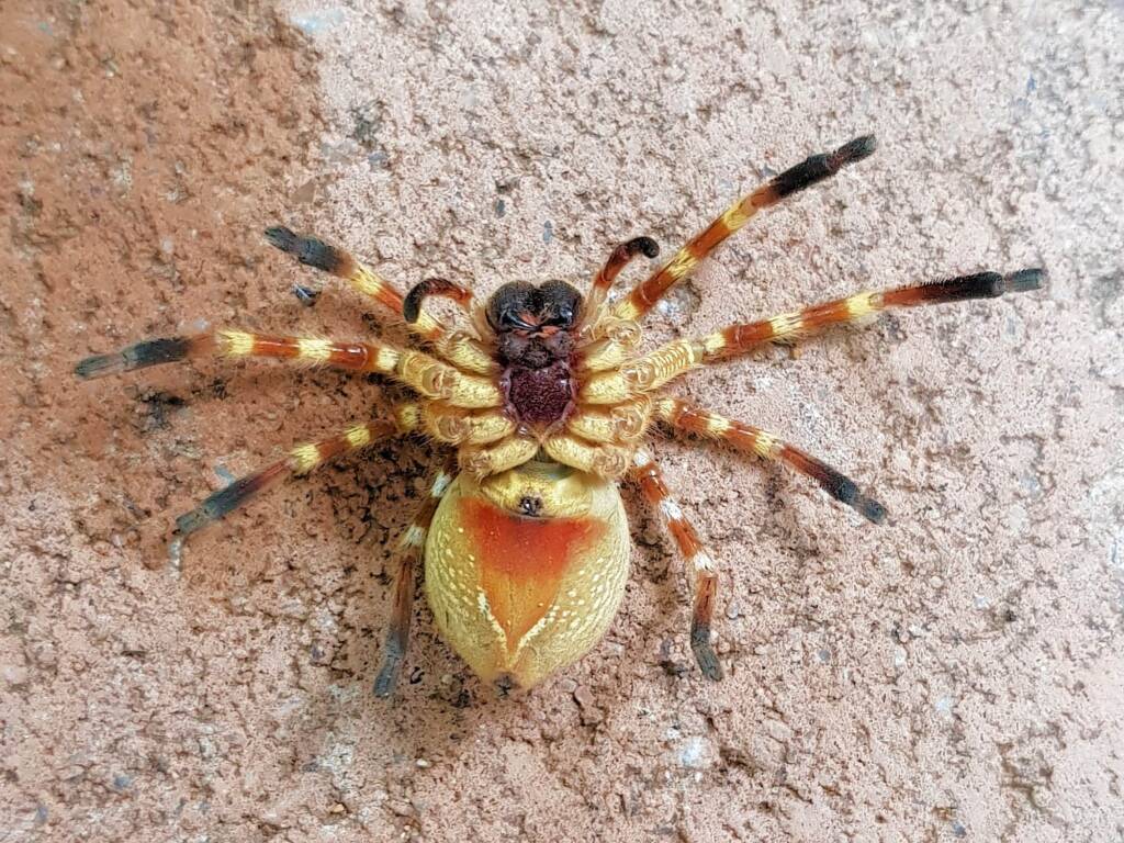 Neosparassus sp (paralysed prey of Cryptocheilus bicolor), Alice Springs NT