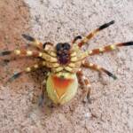 Neosparassus sp (paralysed prey of Cryptocheilus bicolor), Alice Springs NT