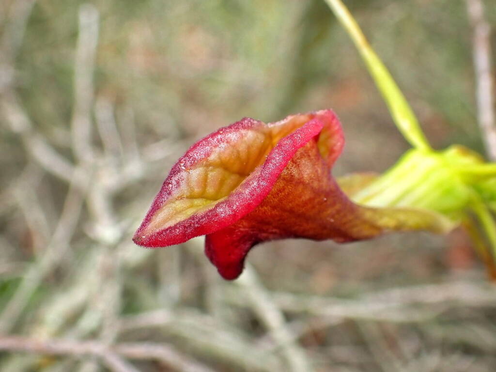 Cryptostylis ovata (Slipper Orchid), Stirling Range National Park WA © Terry Dunham