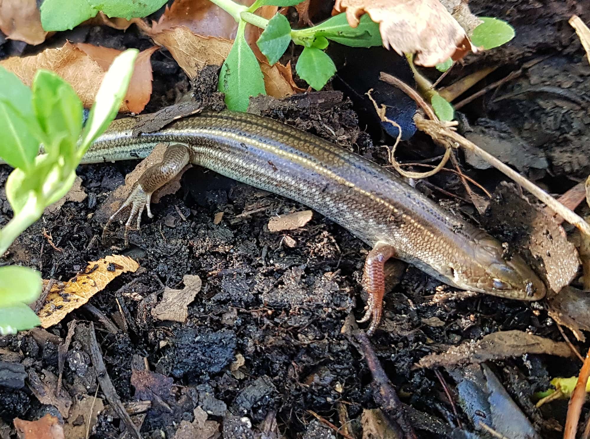 Ctenotus leonhardii Ausemade