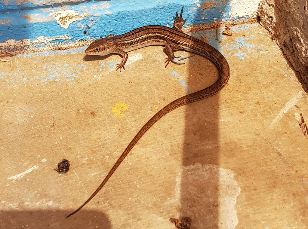 Ctenotus saxatilis, Alice Springs NT