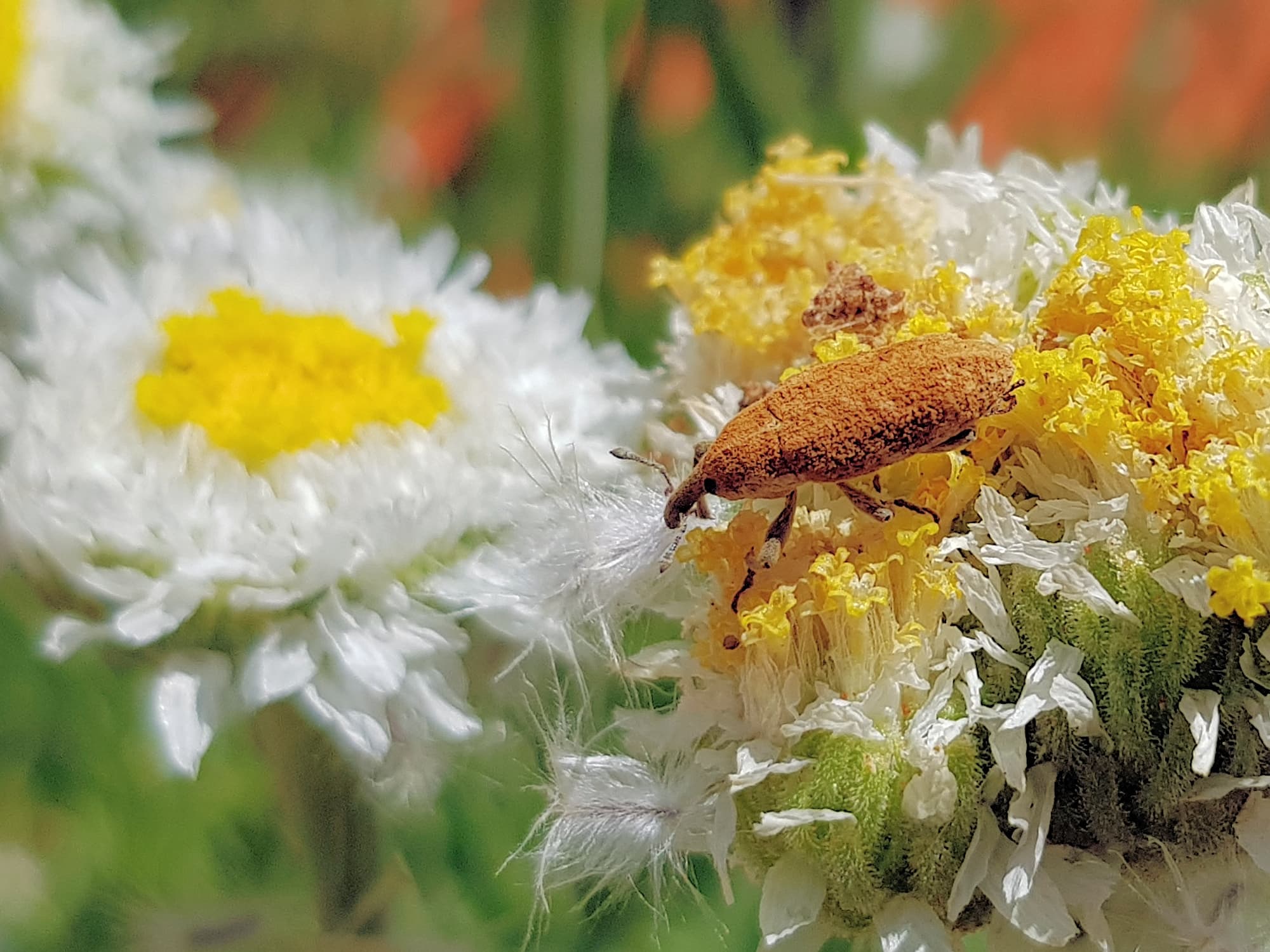 Snout Beetle (genus Lixus, family Curculionidae), Alice Springs NT