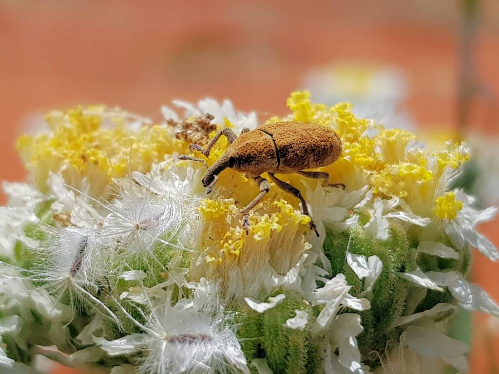 Snout Beetle (genus Lixus, family Curculionidae), Alice Springs NT