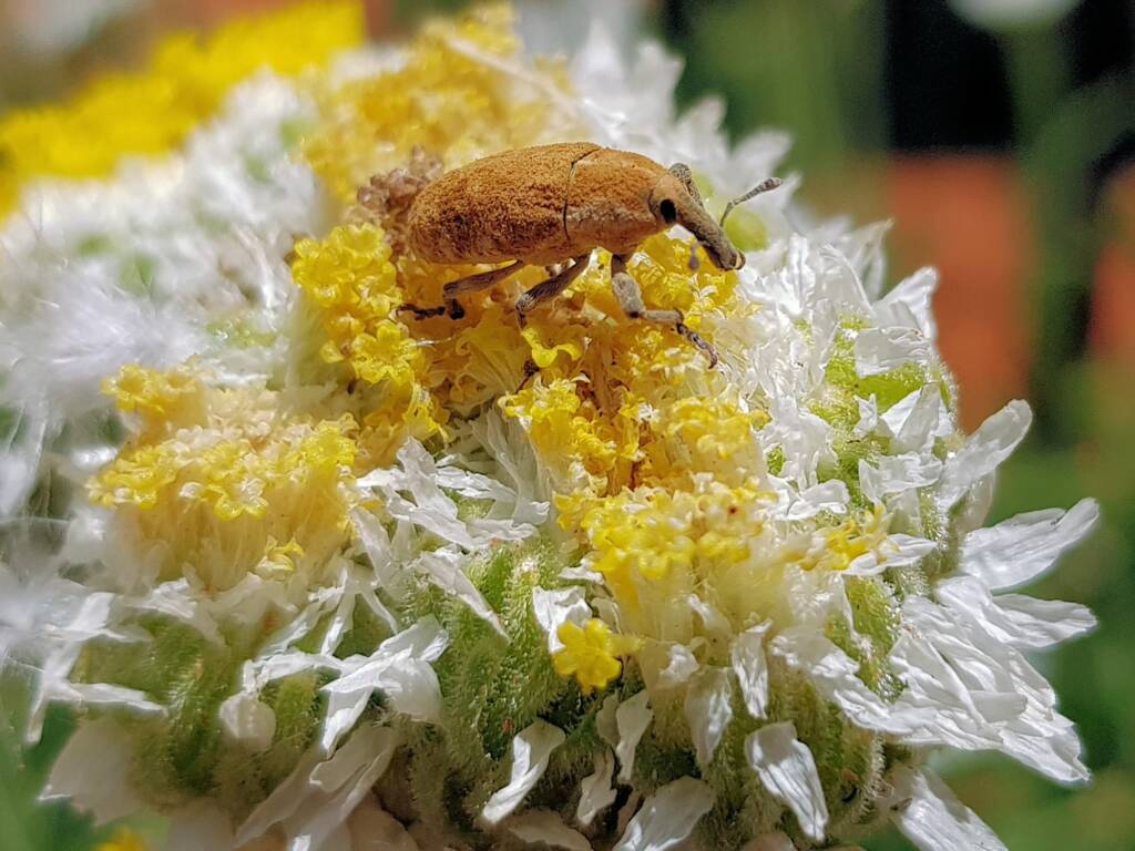 Snout Beetle, (genus Lixus, family Curculionidae), Alice Springs NT