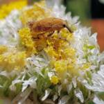Snout Beetle (genus Lixus, family Curculionidae), Alice Springs NT