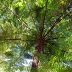 Rough Tree Fern (Cyathea australis), Stony Range Regional Botanic Garden, Northern Beaches NSW