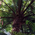 Rough Tree Fern (Cyathea australis), Stony Range Regional Botanic Garden, Northern Beaches NSW