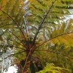 Coin Spot Tree Fern (Cyathea cooperi), Dee Why, Northern Beaches NSW