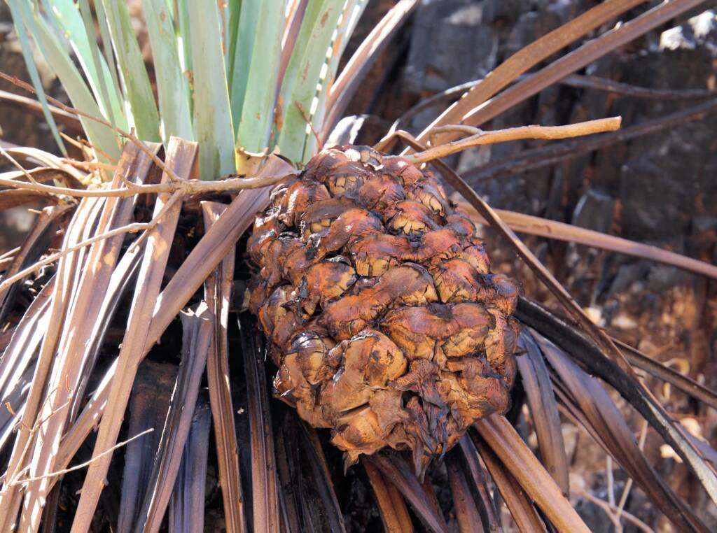 Female cone seeds on MacDonnell Ranges Cycad (Macrozamia macdonnellii)