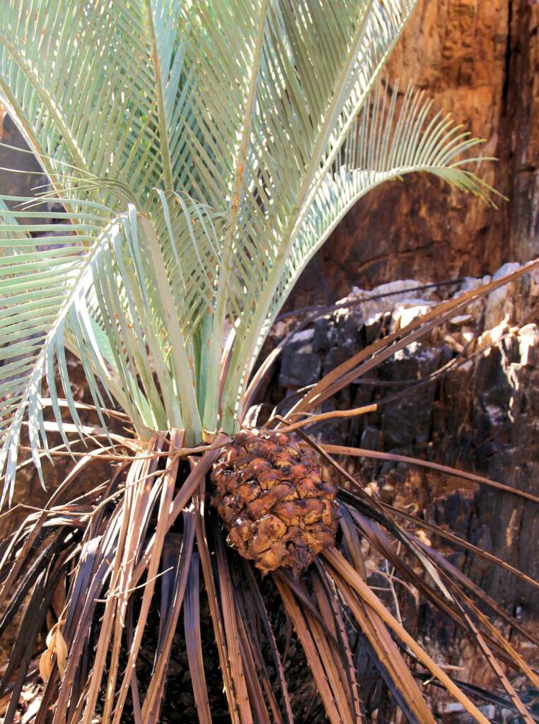 Female cone seeds on MacDonnell Ranges Cycad (Macrozamia macdonnellii)