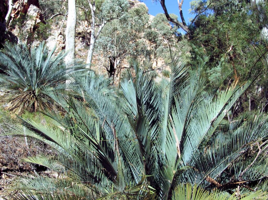 MacDonnell Ranges Cycads at Angkerle Atwatye (Standley Chasm)