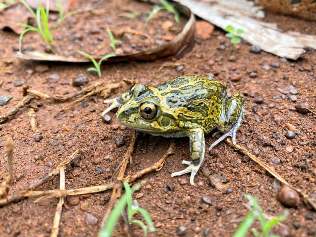 Long-footed Frog (Cyclorana longipes), Rum Jungle NT © Steven Burgess