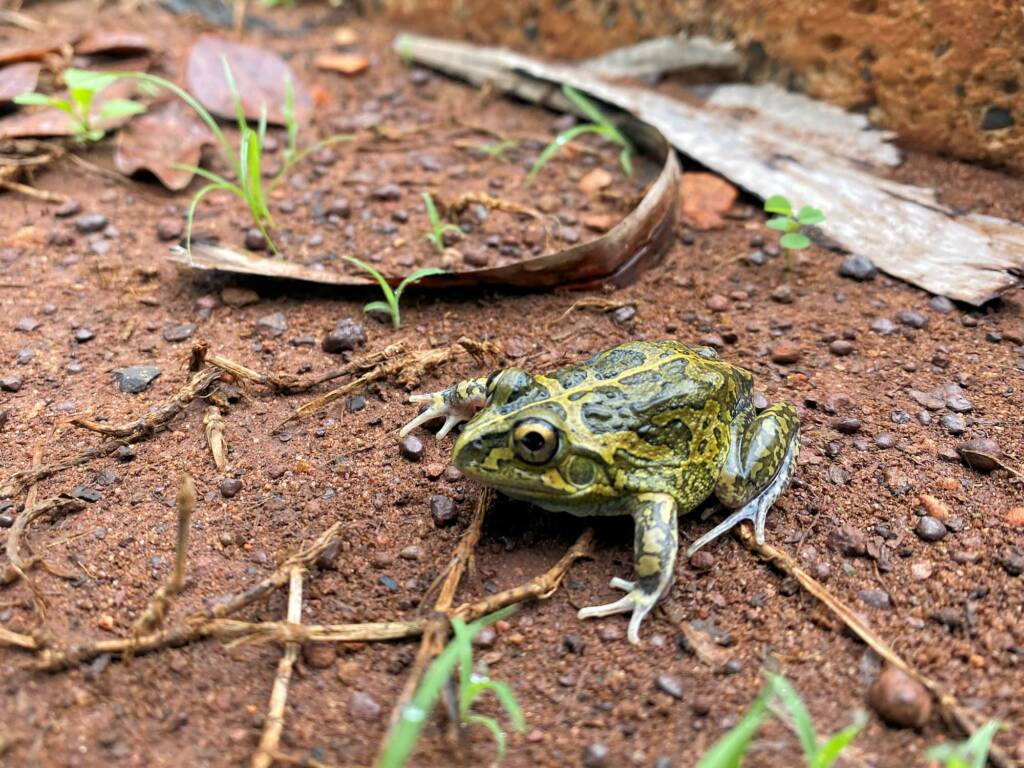 Long-footed Frog (Cyclorana longipes), Rum Jungle NT © Steven Burgess