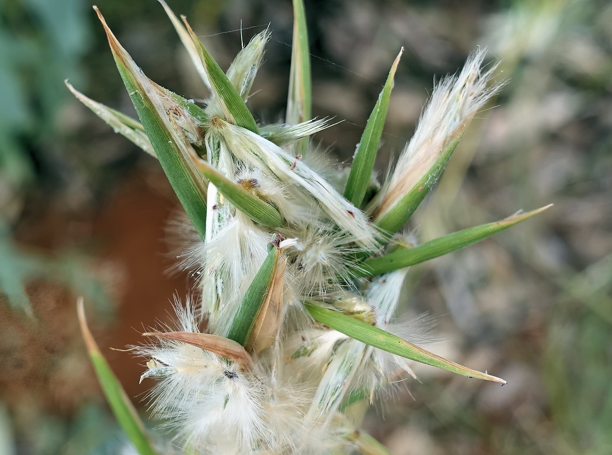 Silkyheads (Cymbopogon obtectus)