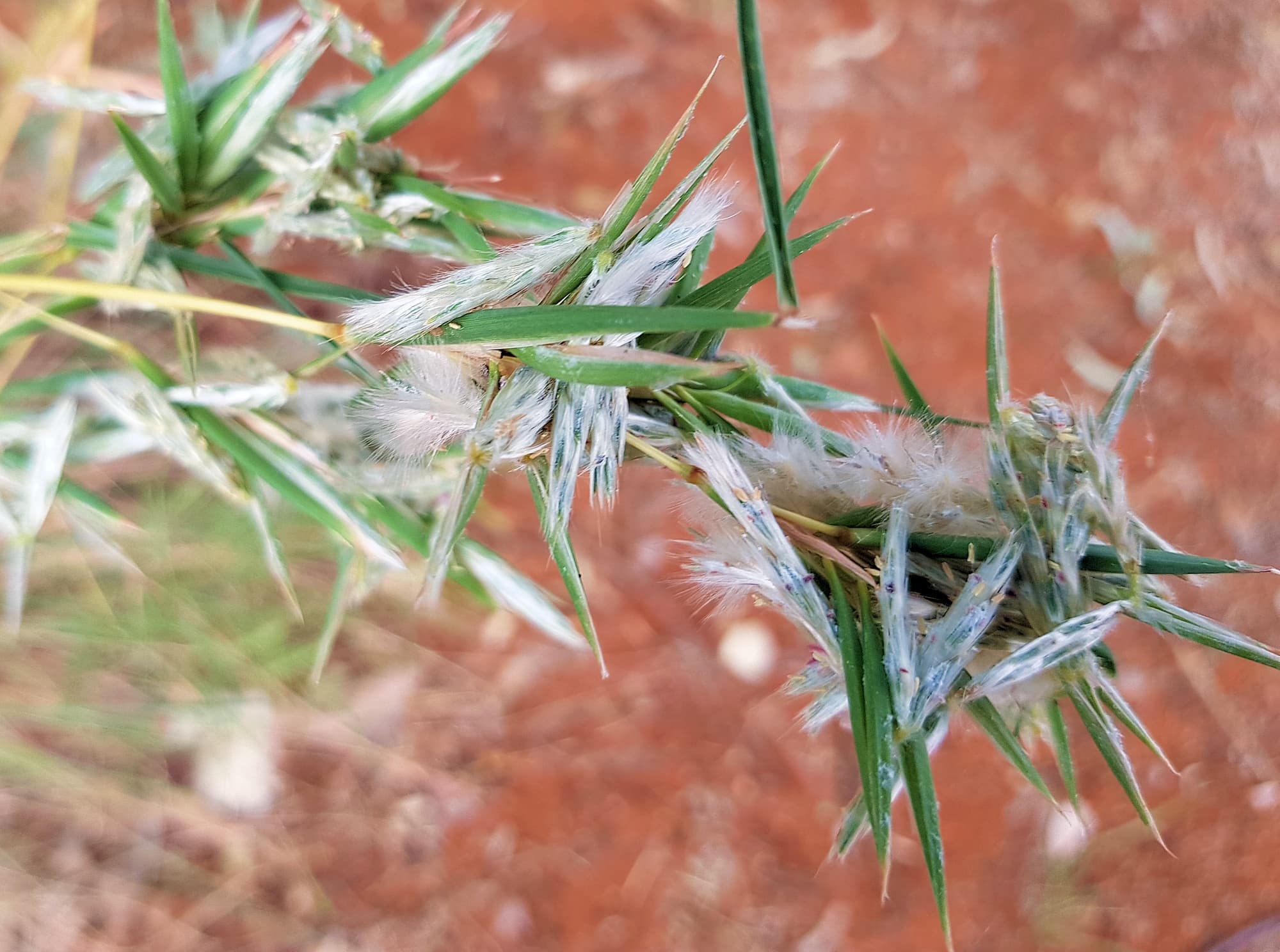 Silkyheads (Cymbopogon obtectus)