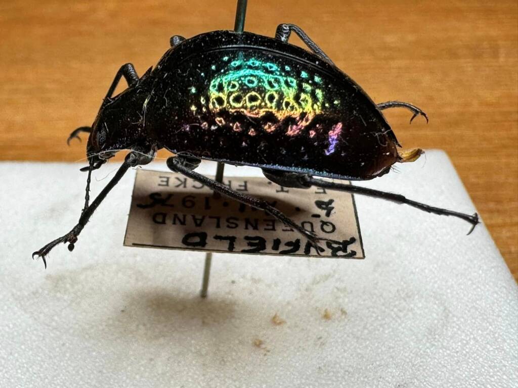 Cyphaleus gloriosus (Tenebrionid beetle) donated to the WA Museum © Mark Hanlon