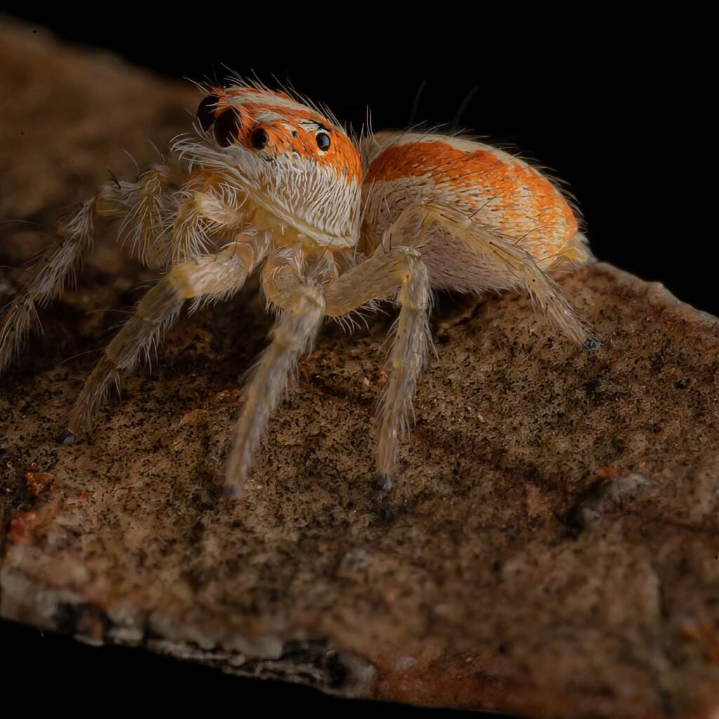 Cytaea sp (family Salticidae, Jumping Spiders), Alice Springs NT © Fin J Bowles