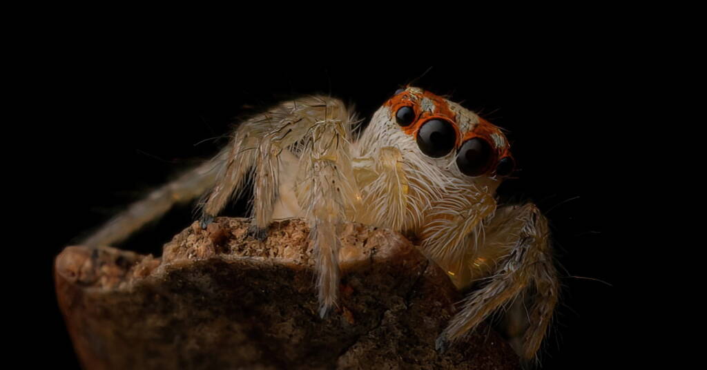 Cytaea sp (family Salticidae, Jumping Spiders), Alice Springs NT © Fin J Bowles