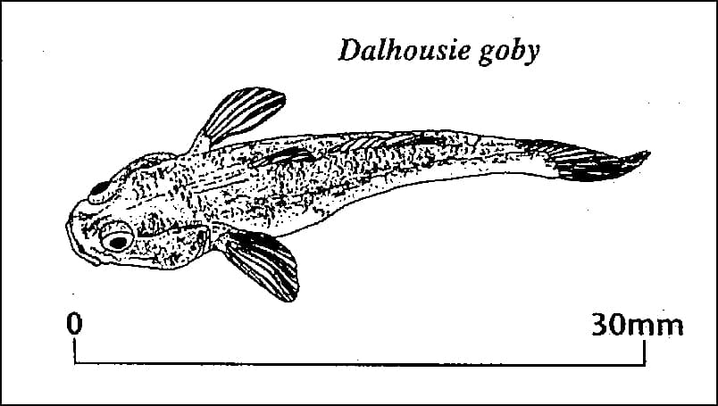 Dalhousie Goby