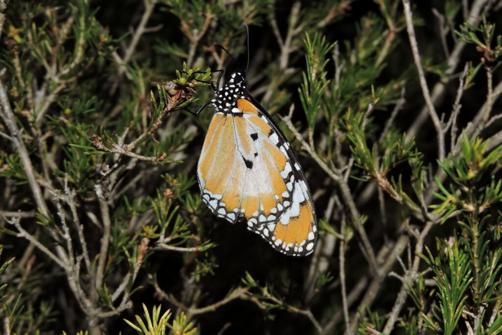 Danais chrysippus, Yalgorup S F WA © Paul Kay