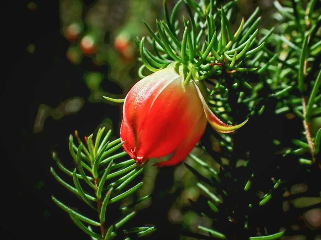 Darwinia wittwerorum (Wittwers Darwinia), Stirling Range National Park WA © Terry Dunham