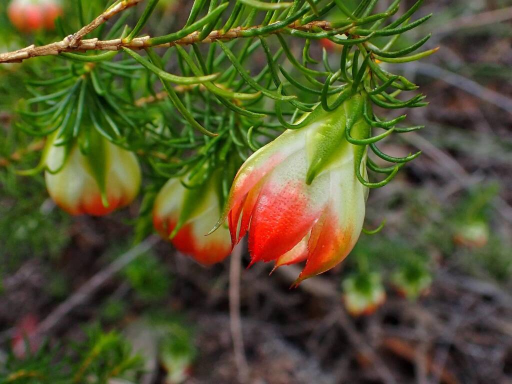 Darwinia wittwerorum (Wittwer's Mountain Bell), Stirling Range National Park WA © Terry Dunham
