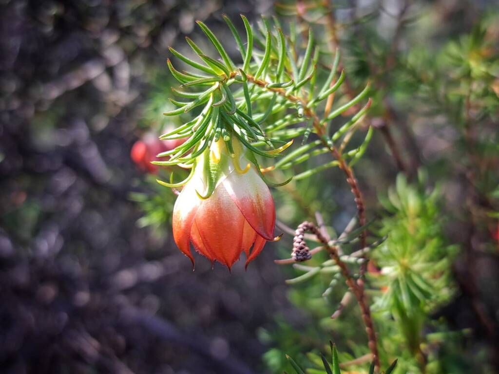 Darwinia wittwerorum (Wittwer's Mountain Bell), Stirling Range National Park WA © Terry Dunham