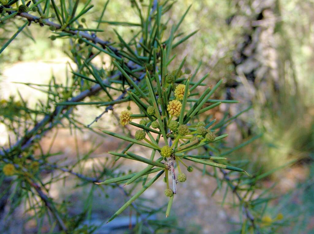 Dead Finish (Acacia tetragonophylla), Alice Springs Desert Park