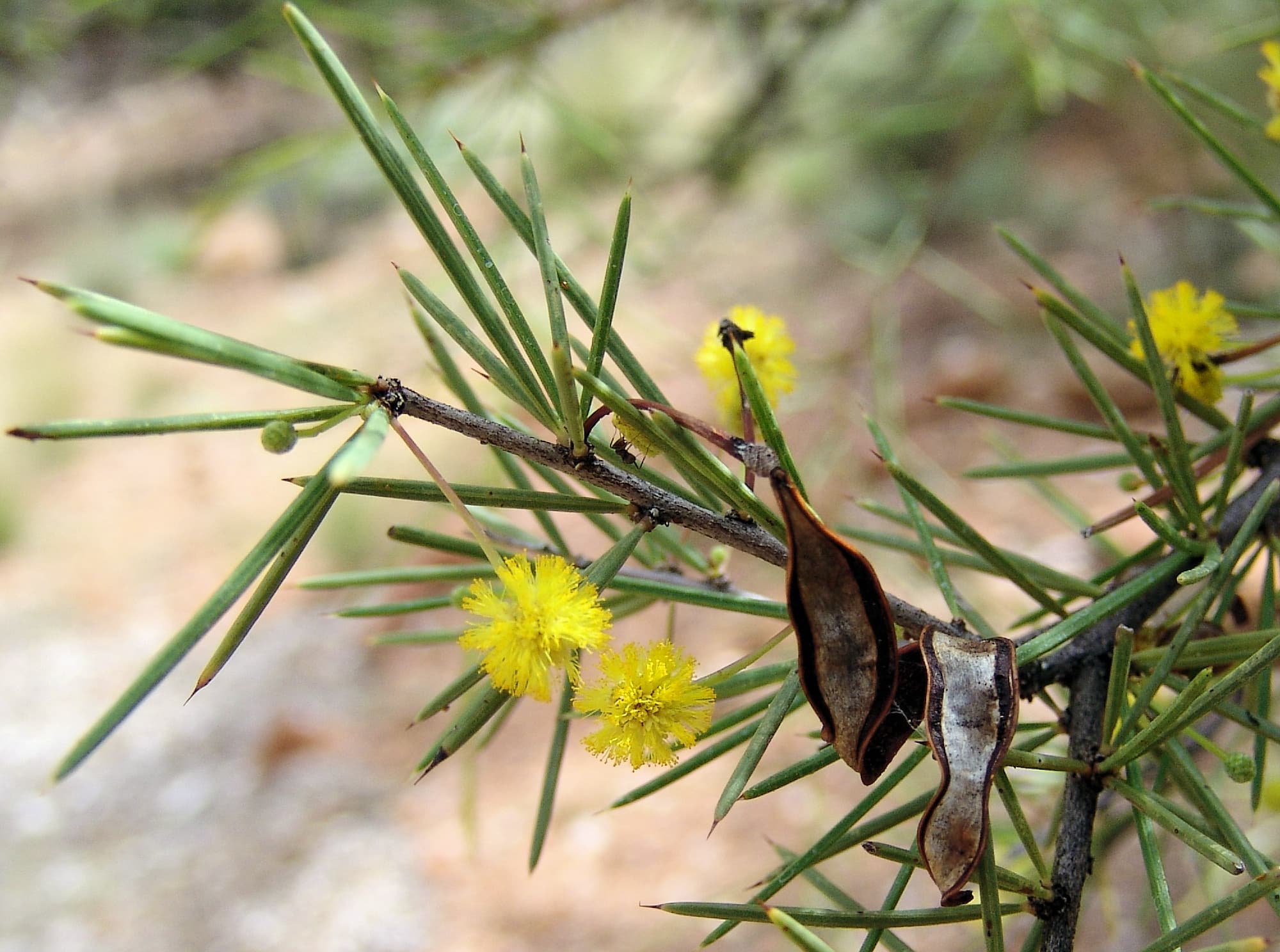 Dead Finish (Acacia tetragonophylla) Ausemade
