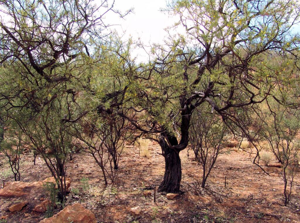 Dead Finish (Acacia tetragonophylla), Olive Pink Botanic Garden