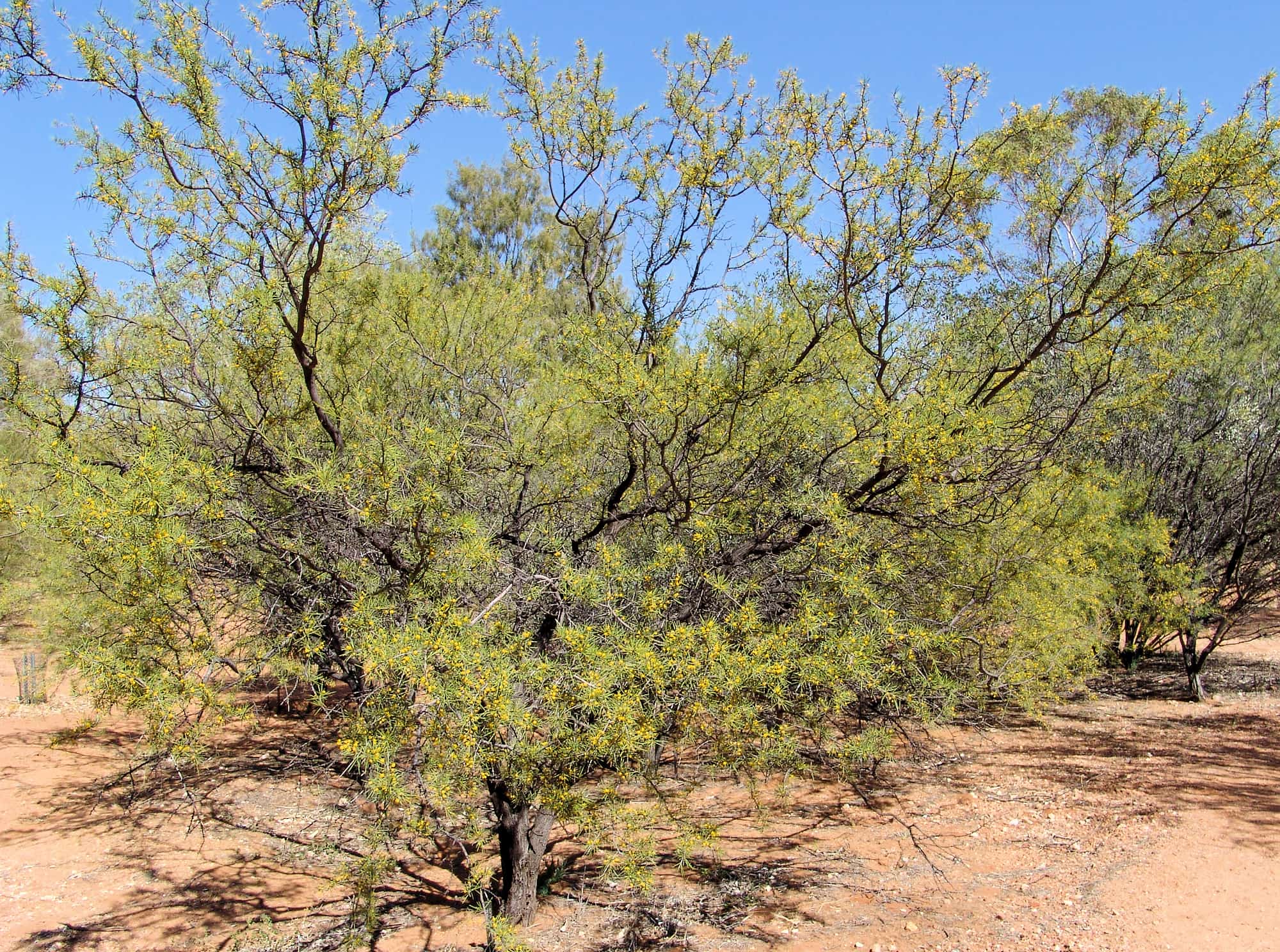Dead Finish (Acacia tetragonophylla) Ausemade