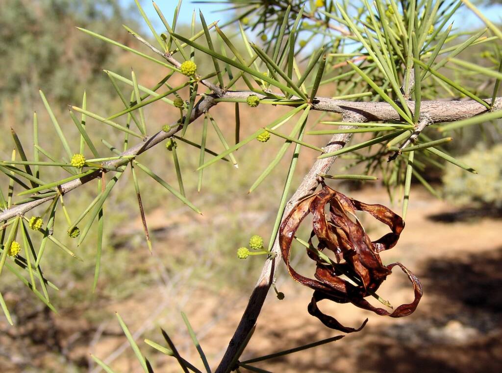 Dead Finish (Acacia tetragonophylla)