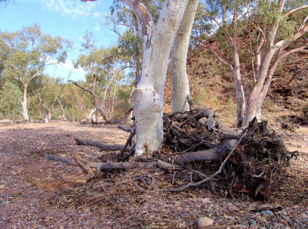 Debris at the base of the River Red Gum in the Hale River, Owen Springs Reserve, NT