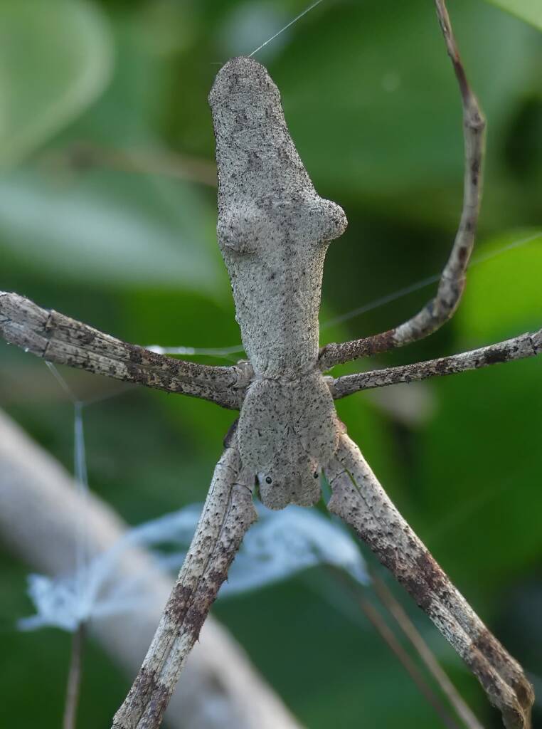 Female Common Net-casting Spider (Deinopis ravidus), Brisbane QLD © Stefan Jones