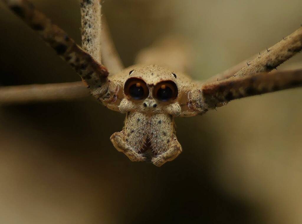 Male Ogre-faced Net-casting Spider (genus Deinopis) © Stefan Jones