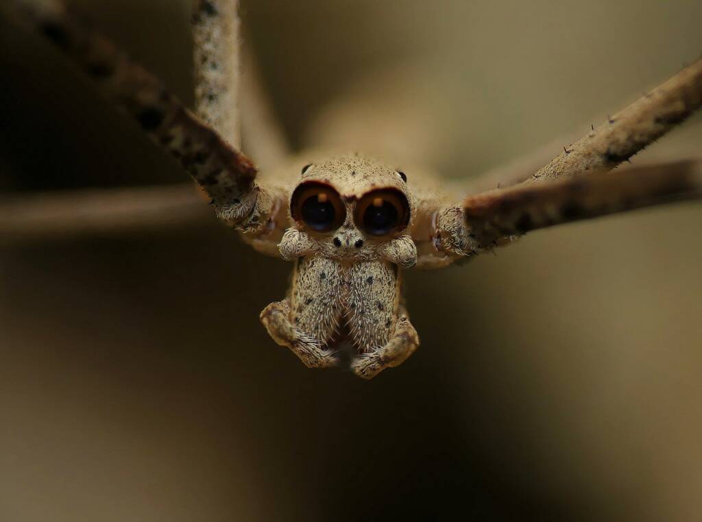 Male Ogre-faced Net-casting Spider (genus Deinopis) © Stefan Jones
