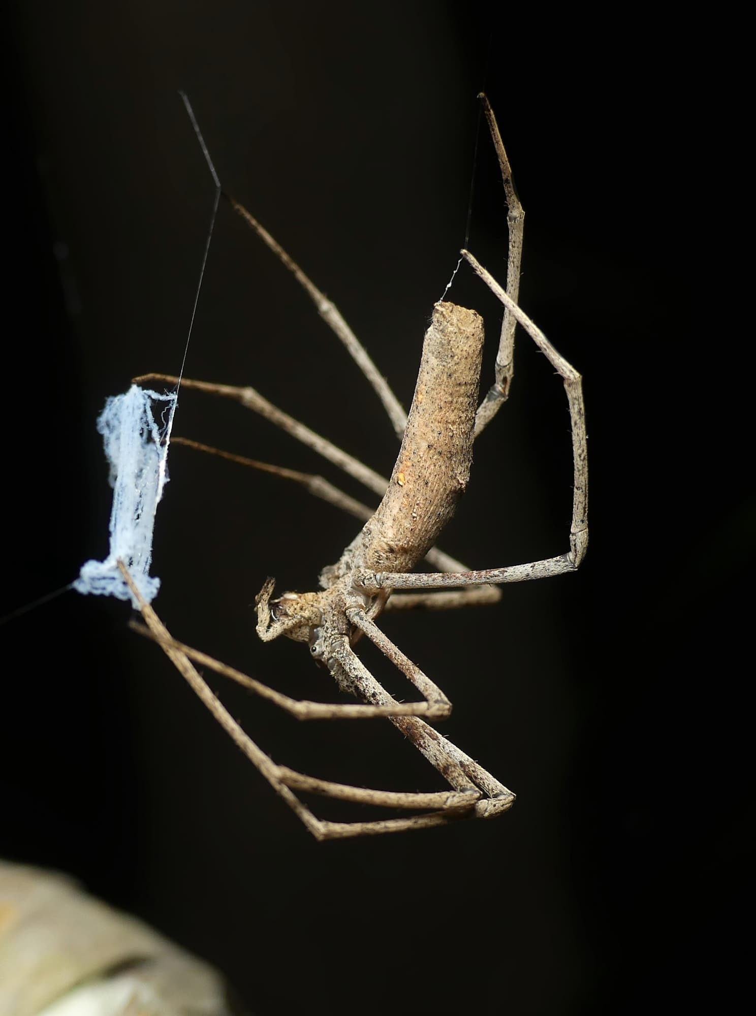 Deinopidae — Net-casting Spiders – Ausemade