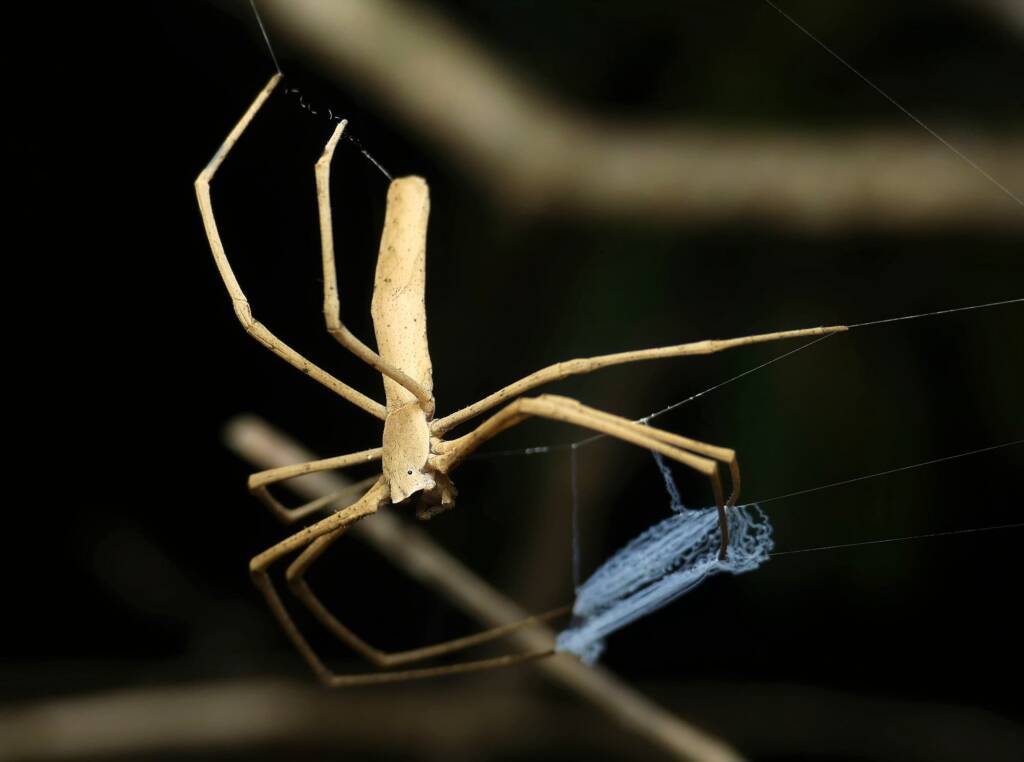 Ogre-faced Net-casting Spider (genus Deinopis) © Stefan Jones