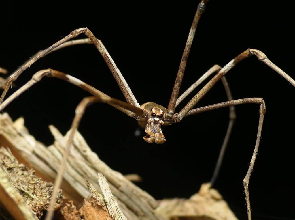 Ogre-faced Net-casting Spider (genus Deinopis) © Stefan Jones