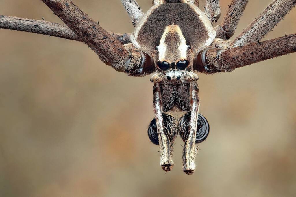 Net-casting Spider (Deinopis subrufa) (male), Woy Woy Bay NSW © Michael Doe