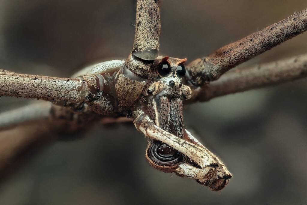 Net-casting Spider (Deinopis subrufa), Woy Woy Bay NSW © Michael Doe