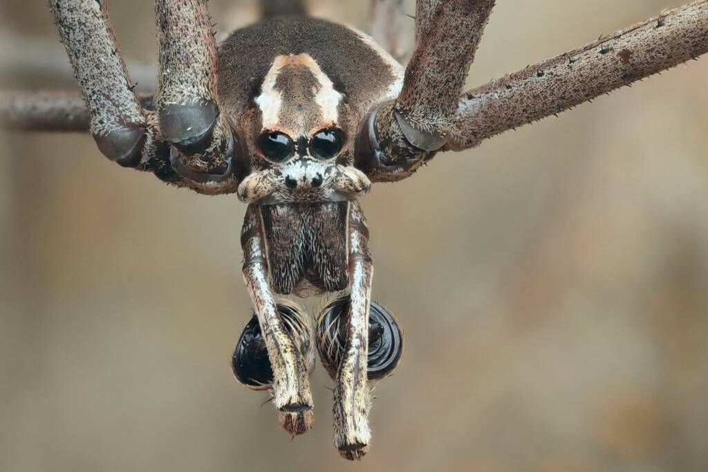 Net-casting spider (Deinopis subrufa), Woy Woy Bay NSW © Michael Doe