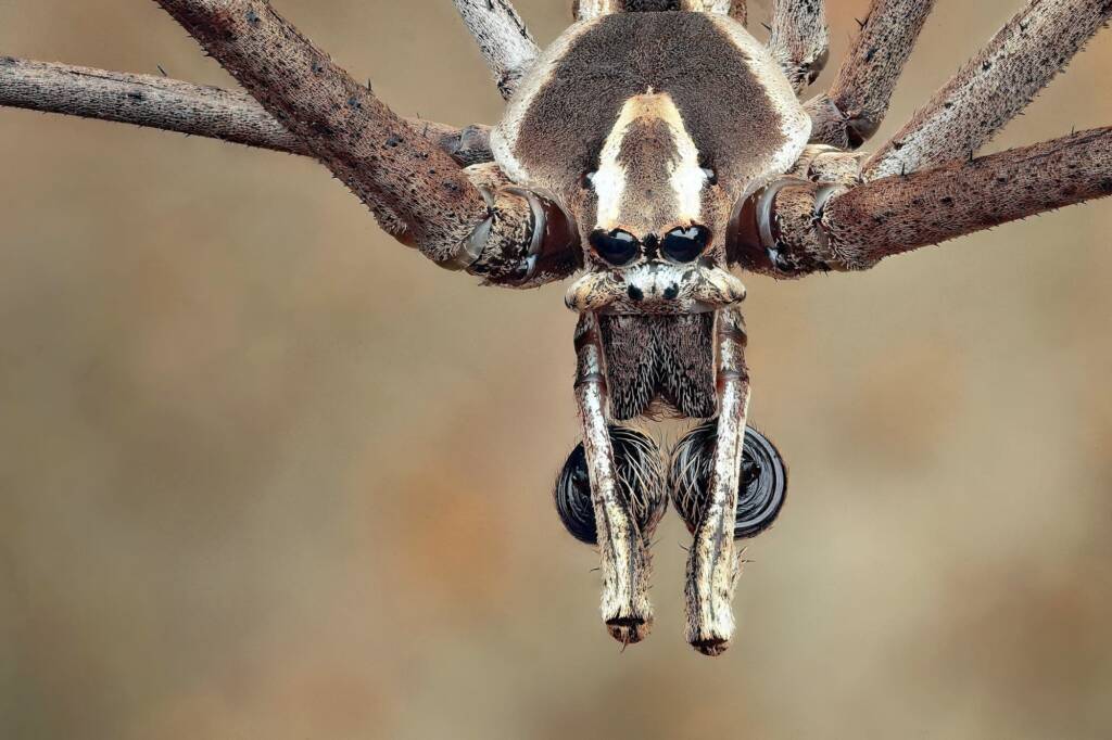 Male Net-casting spider (Deinopis subrufa), Woy Woy Bay NSW © Michael Doe