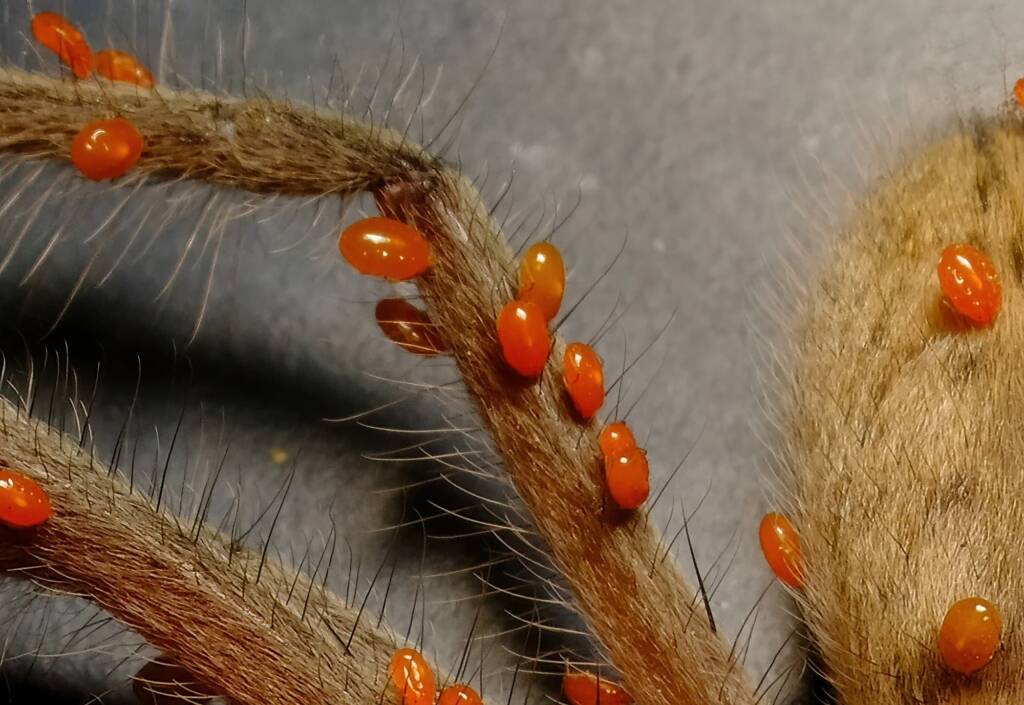 Delena sp. covered with Short-legged Ticks (subclass Acari, genus Brevipalpus), Wilsons Promontory VIC © Peter Crowcroft