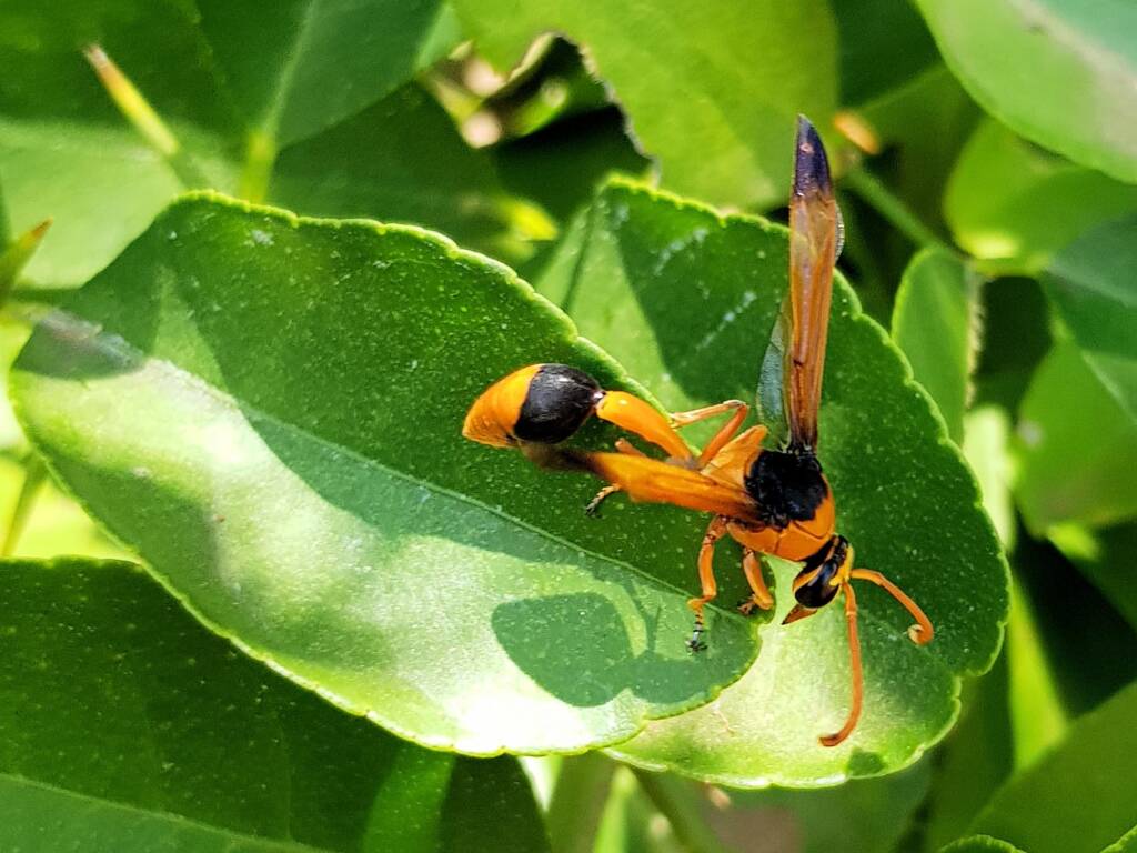 Delta latreillei (Orange Potter Wasp), Alice Springs NT