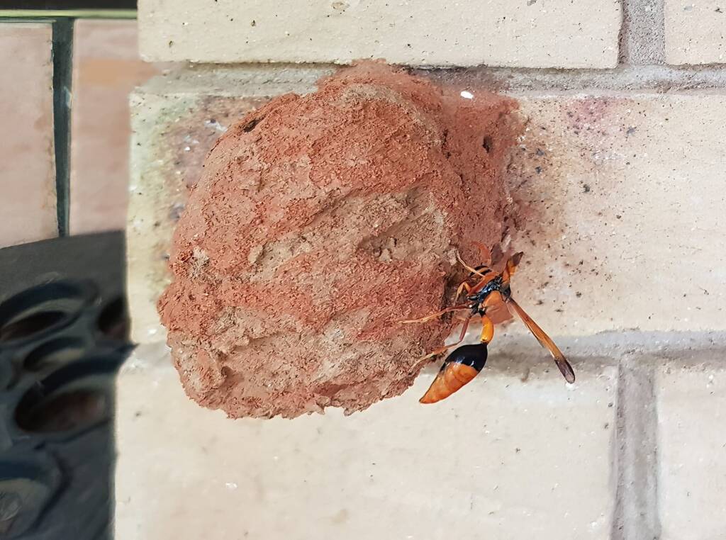 Orange-tailed Potter Wasp (Delta latreillei) recycling mud from old mud nest to seal new mud cell, Alice Springs NT