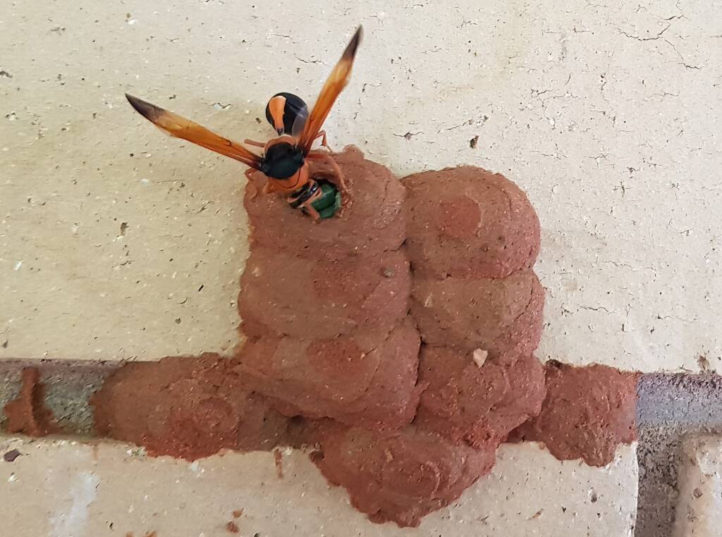 Orange-tailed Potter Wasp (Delta latreillei) sealing cell with caterpillars and its larva, Alice Springs NT