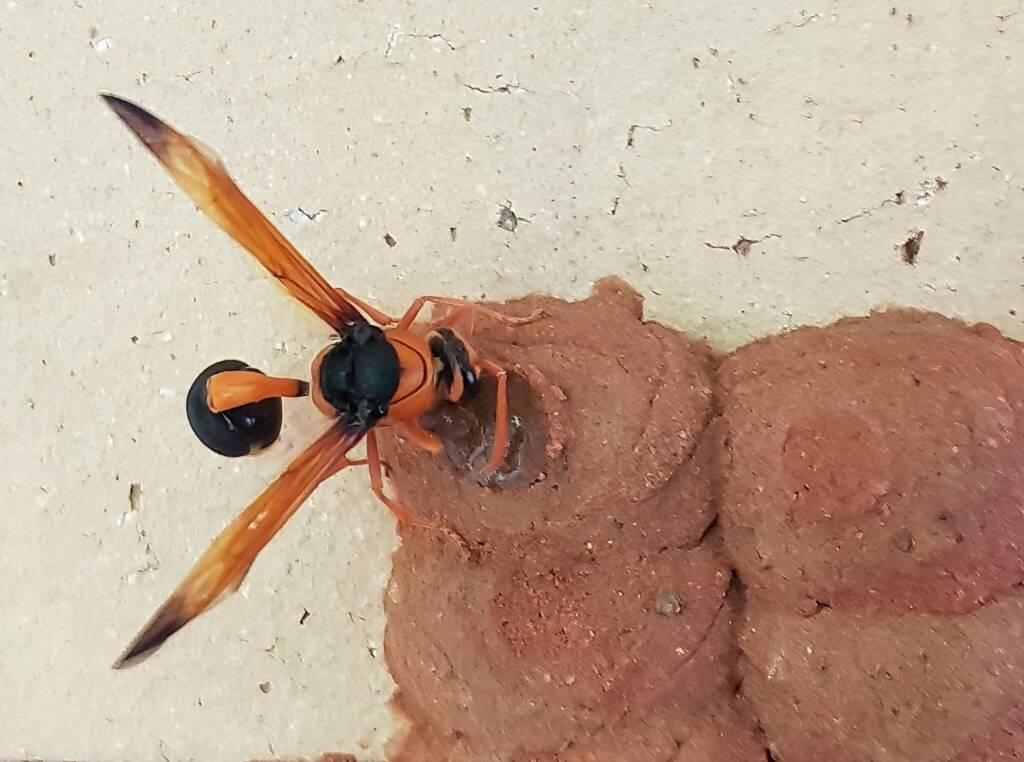 Orange-tailed Potter Wasp (Delta latreillei) sealing cell with caterpillars and its larva, Alice Springs NT